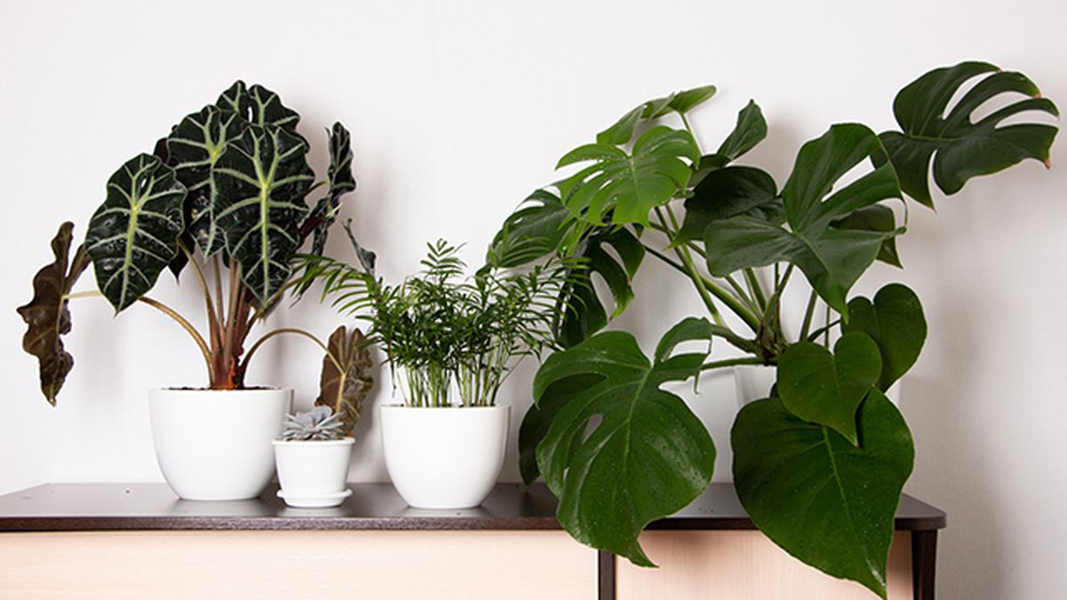 plantas captan polvo del entorno