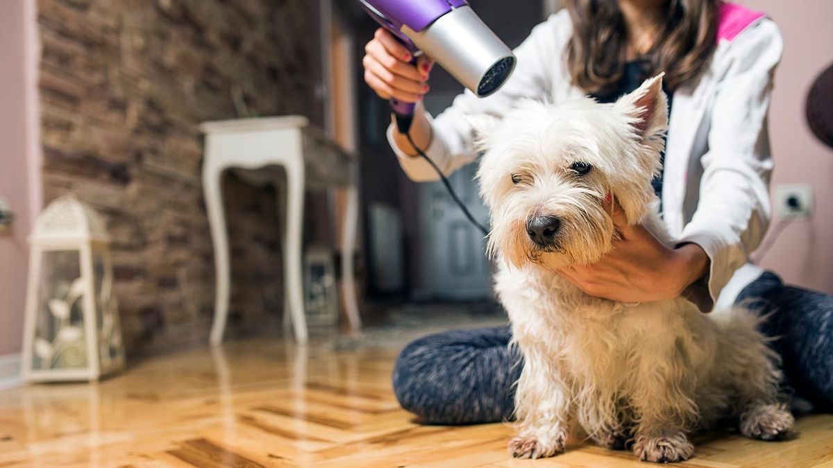 consejos piel perro invierno 4