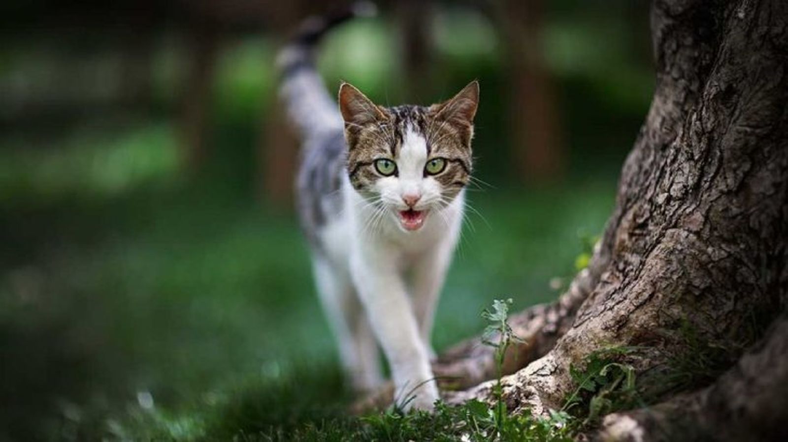 curiosidades sobre los gatos 2