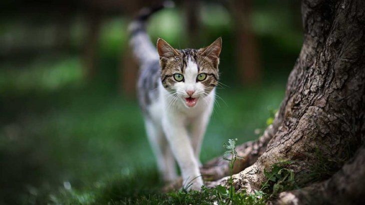 curiosidades sobre los gatos 2