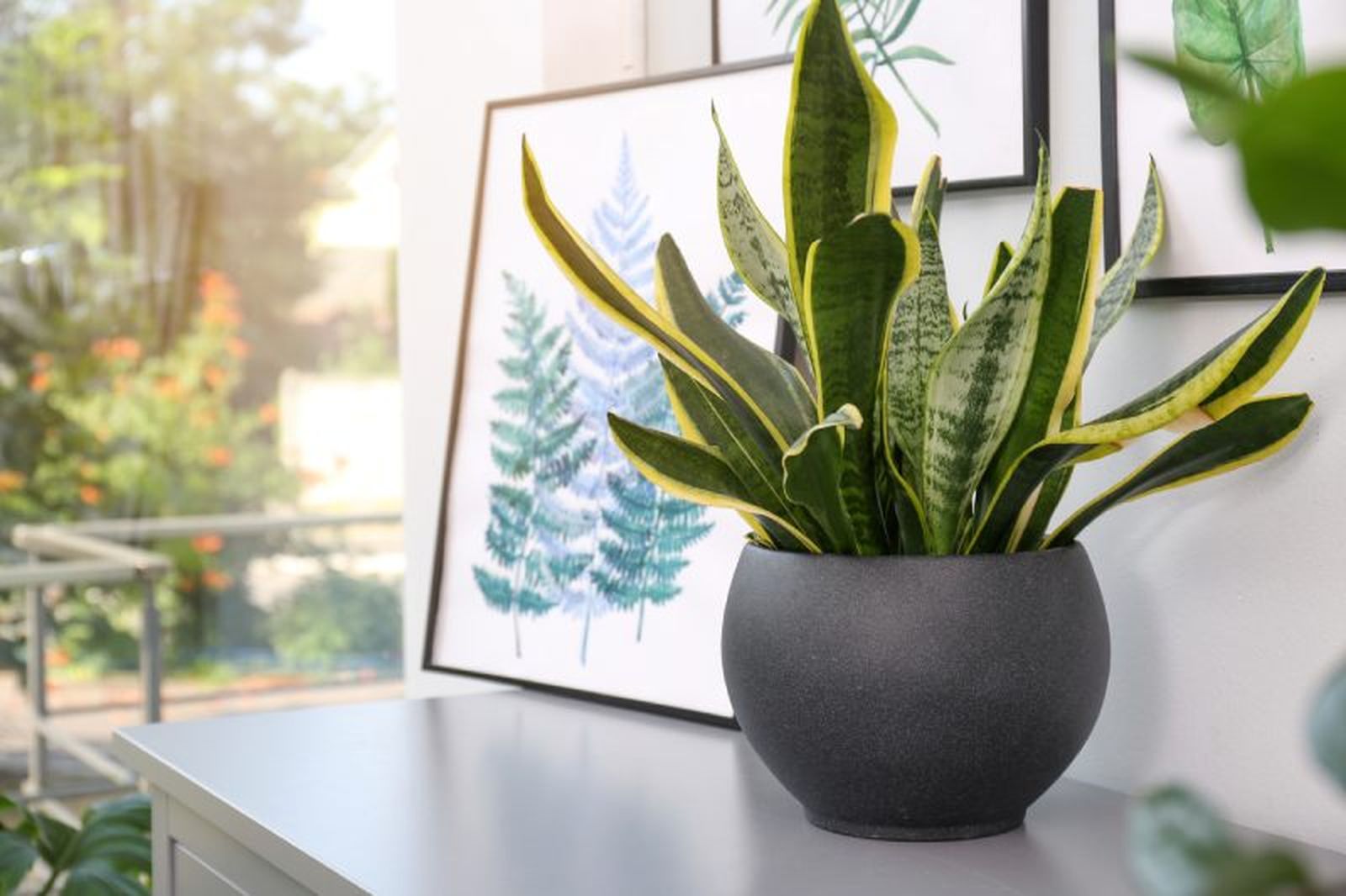 Planta sansevieria.