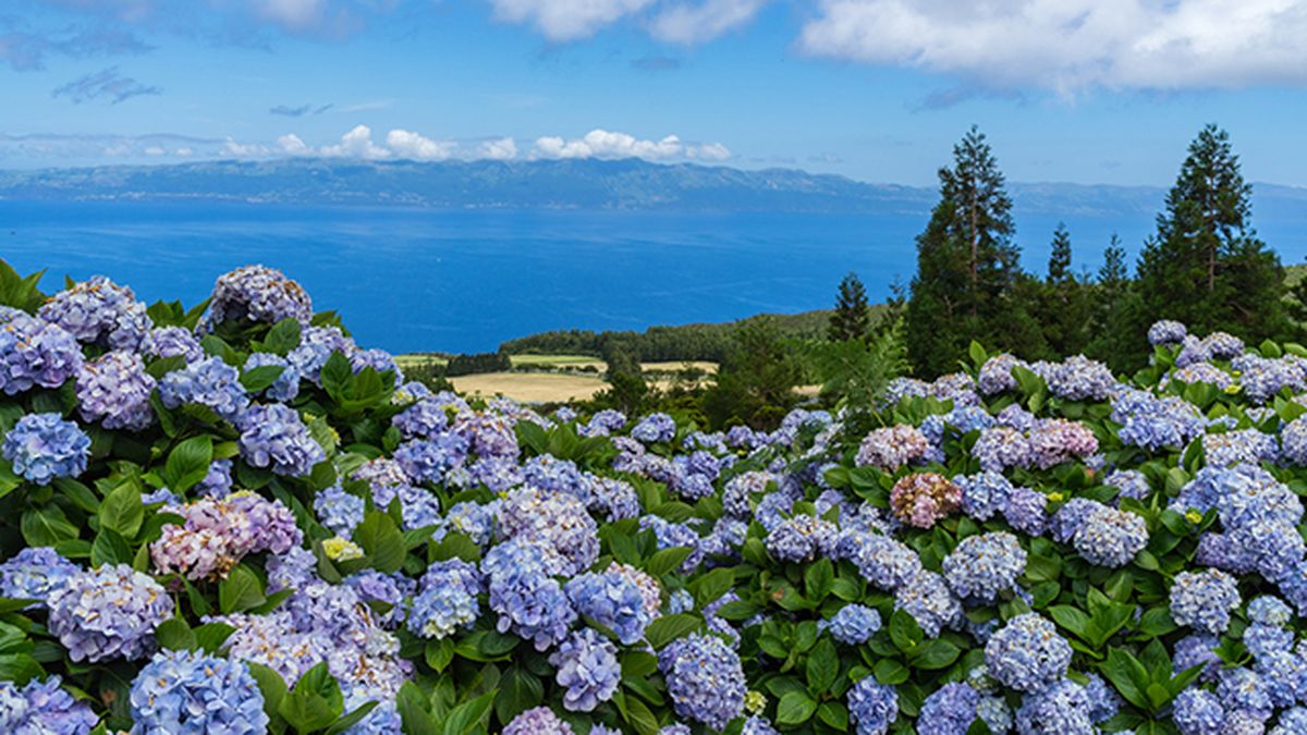 hortensias de azores floraciones espectaculares de europa