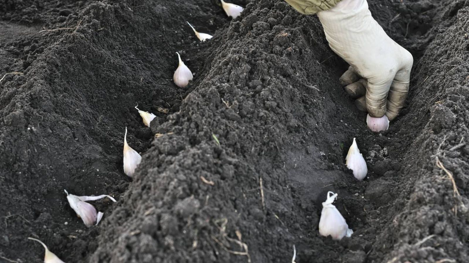 plantar ajos en galicia