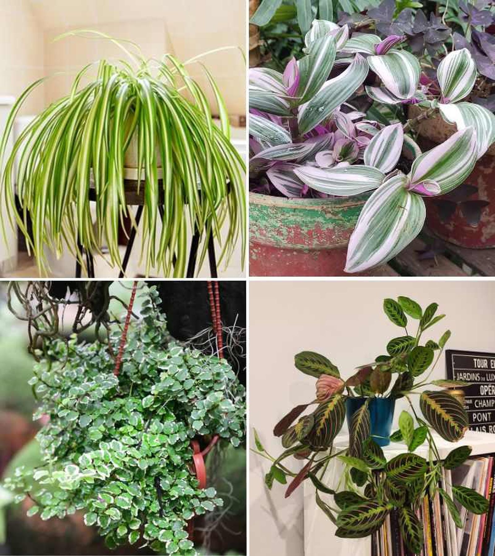 De arriba a abajo: Chlorophytum comosum, Tradescantia Nanouk, Ficus pumila y Maranta Leuconeura