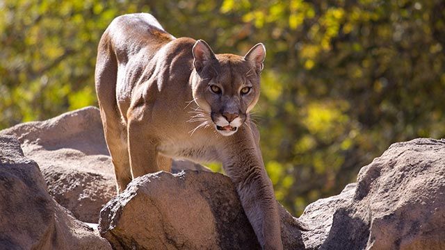 puma leon americano 7 caza