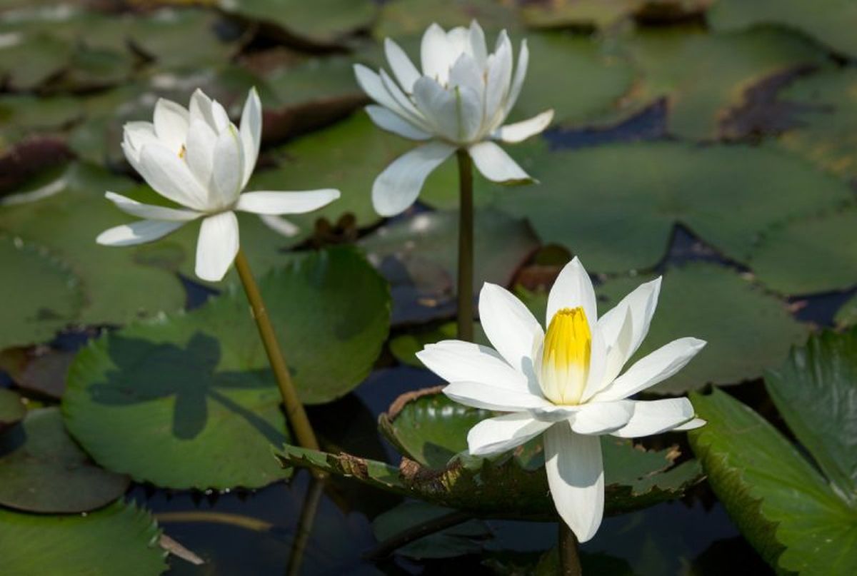 Nymphaea lotus.