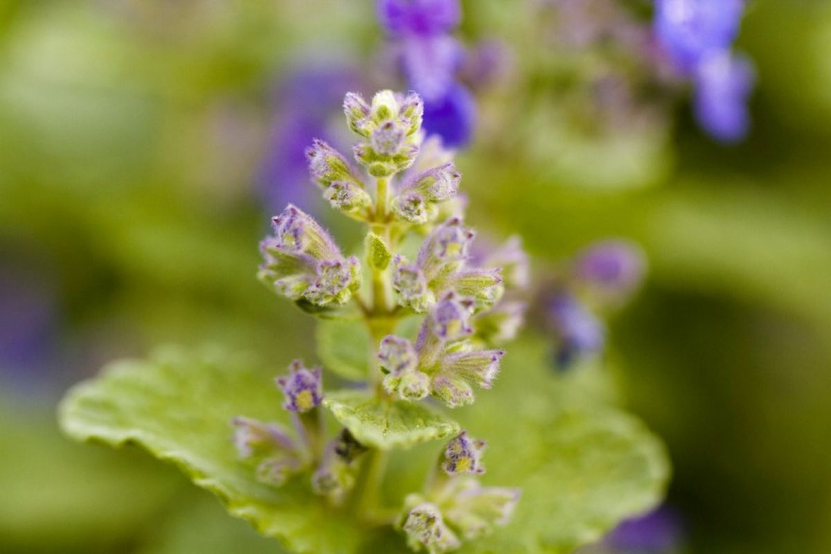 Nepeta cataria.