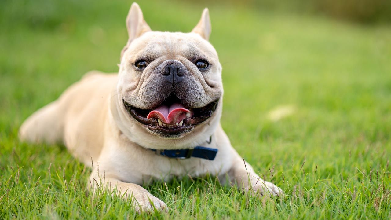 razas perros pequenos 4 bulldog frances