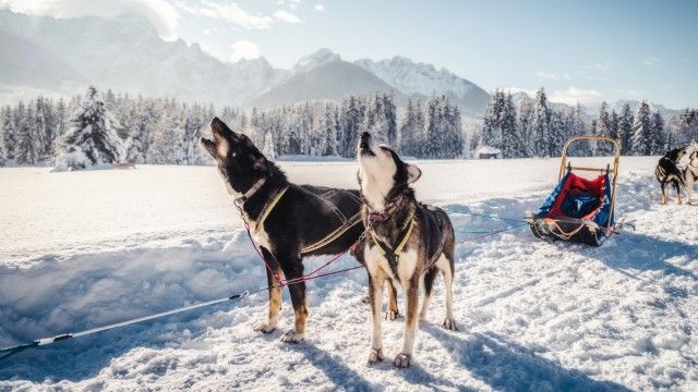 husky siberiano 8