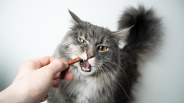 snacks ideales gatos 6