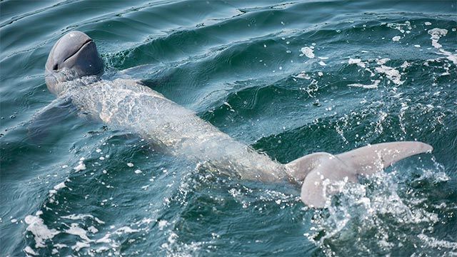 animales oceano peligro extincion delfin Irawadi