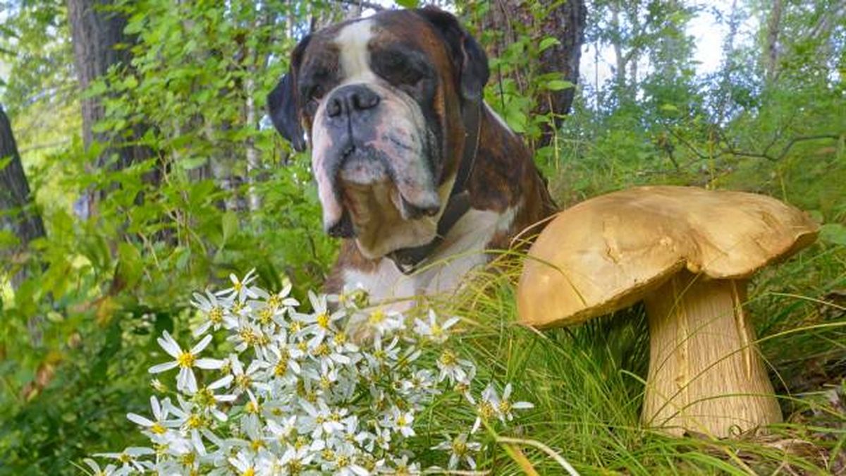 perros intoxicacion ingesta setas