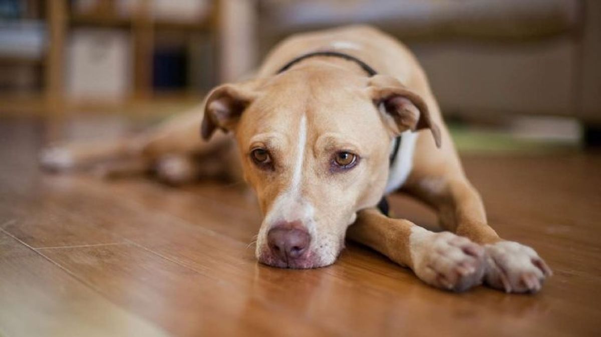 microchip para perros 4