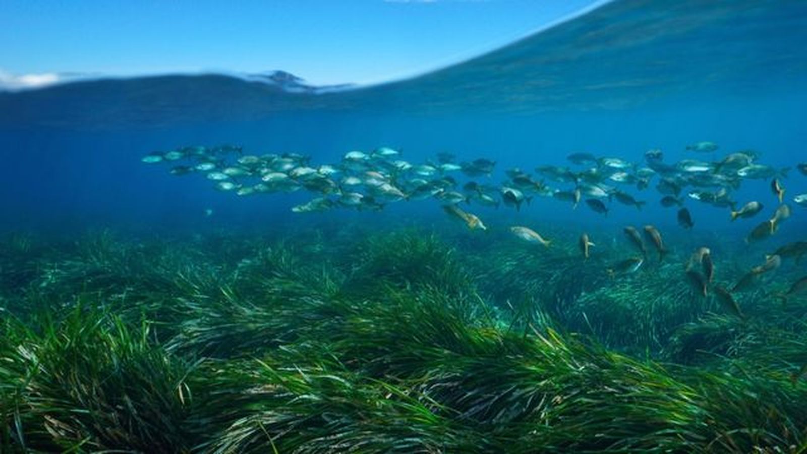 que es la posidonia oceanica