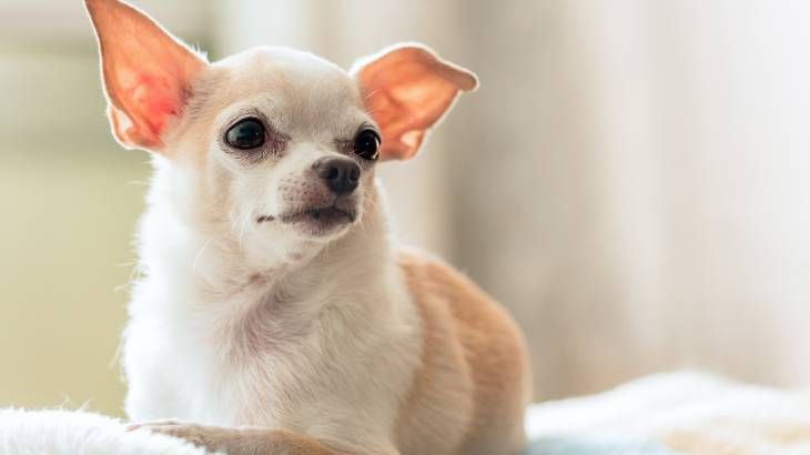 chihuahua perros miniatura