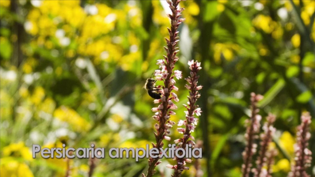 brico 631 jardin persicaria amplexifolia