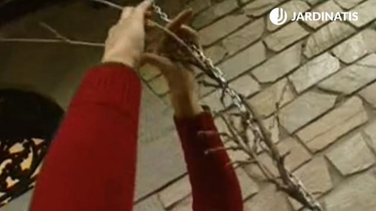 plantacion de wisteria glicina