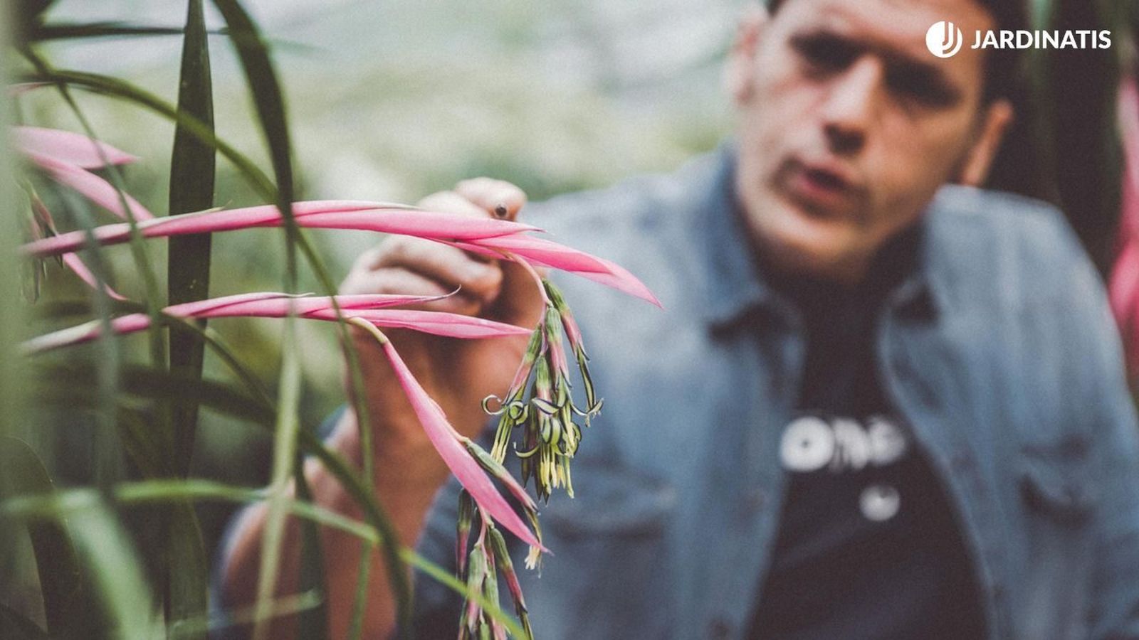 Las lágrimas de reina destacan por sus llamativas inflorescencias