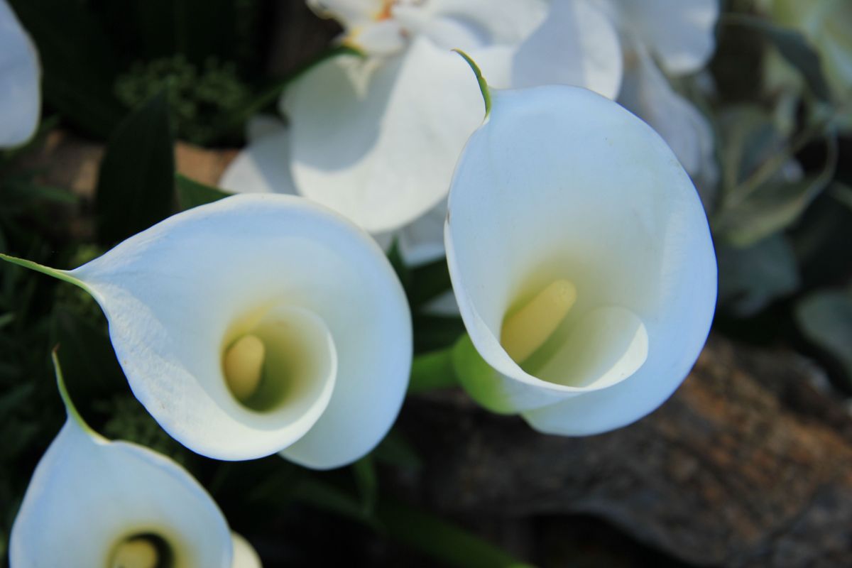 Lirios cala tipos y plantación