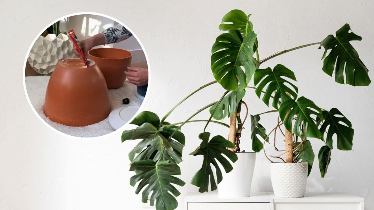 Con creatividad puedes lograr maceteros muy originales y elegantes.