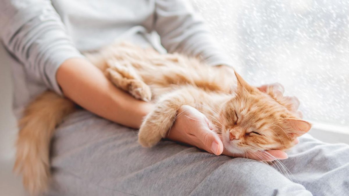 gatos invierno consejos prevenir frio portada