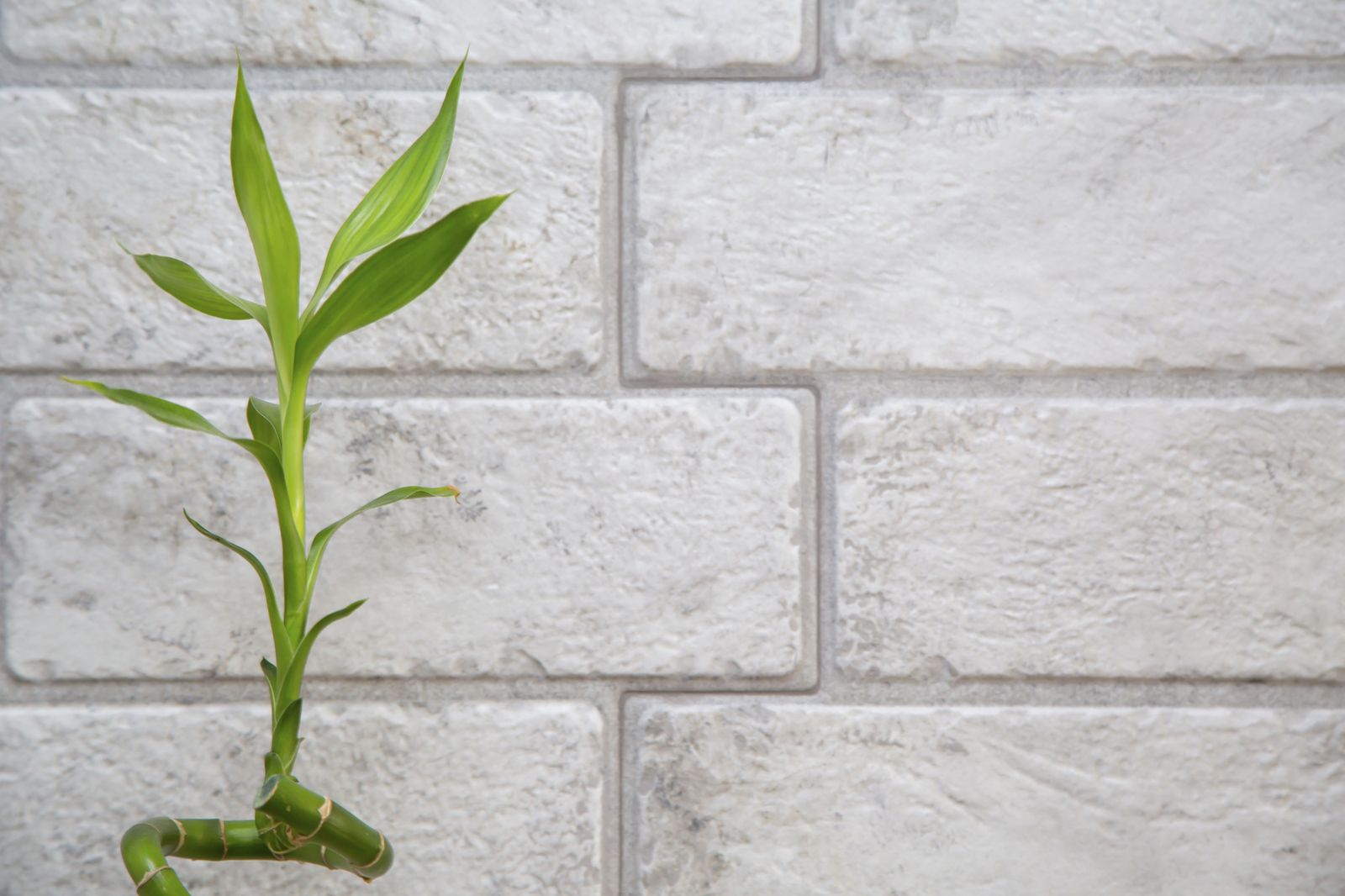 plantar bambu suerte