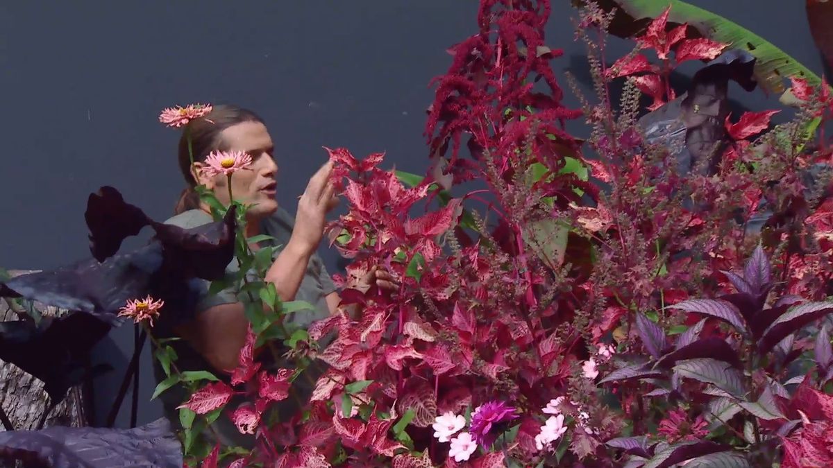 deco 0669 composicion floral rosas negros alegria alocasia iresine