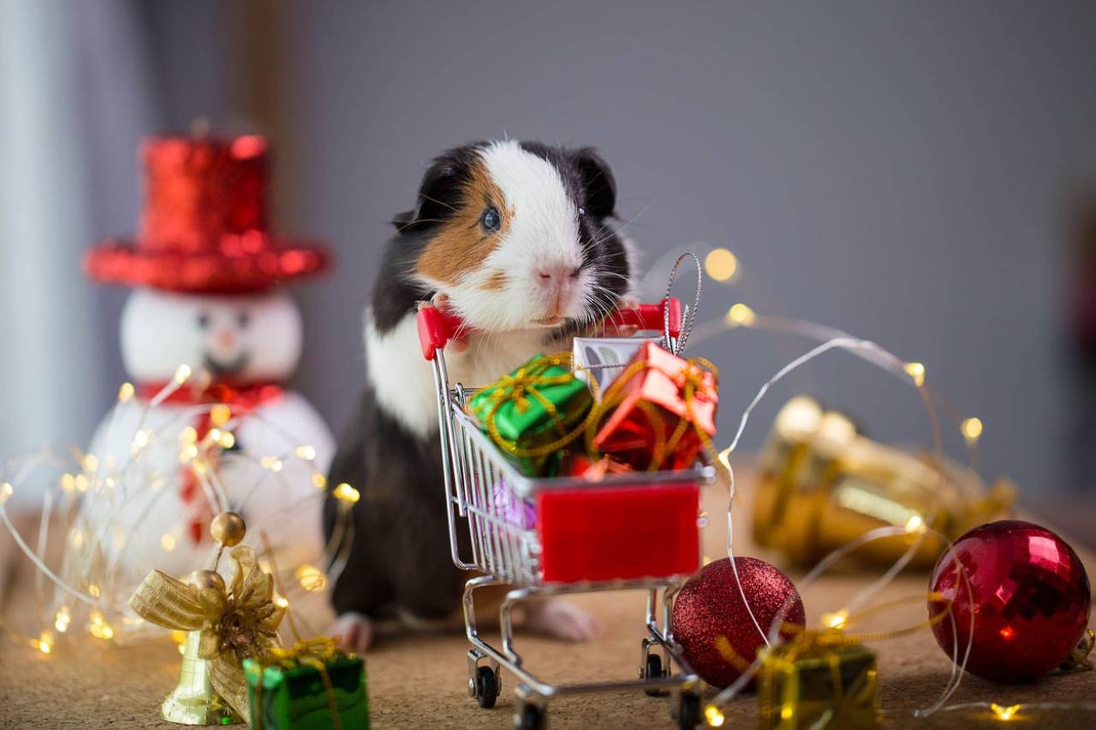 Las pequeñas mascotas también pueden recibir un pequeño detalle en Reyes.