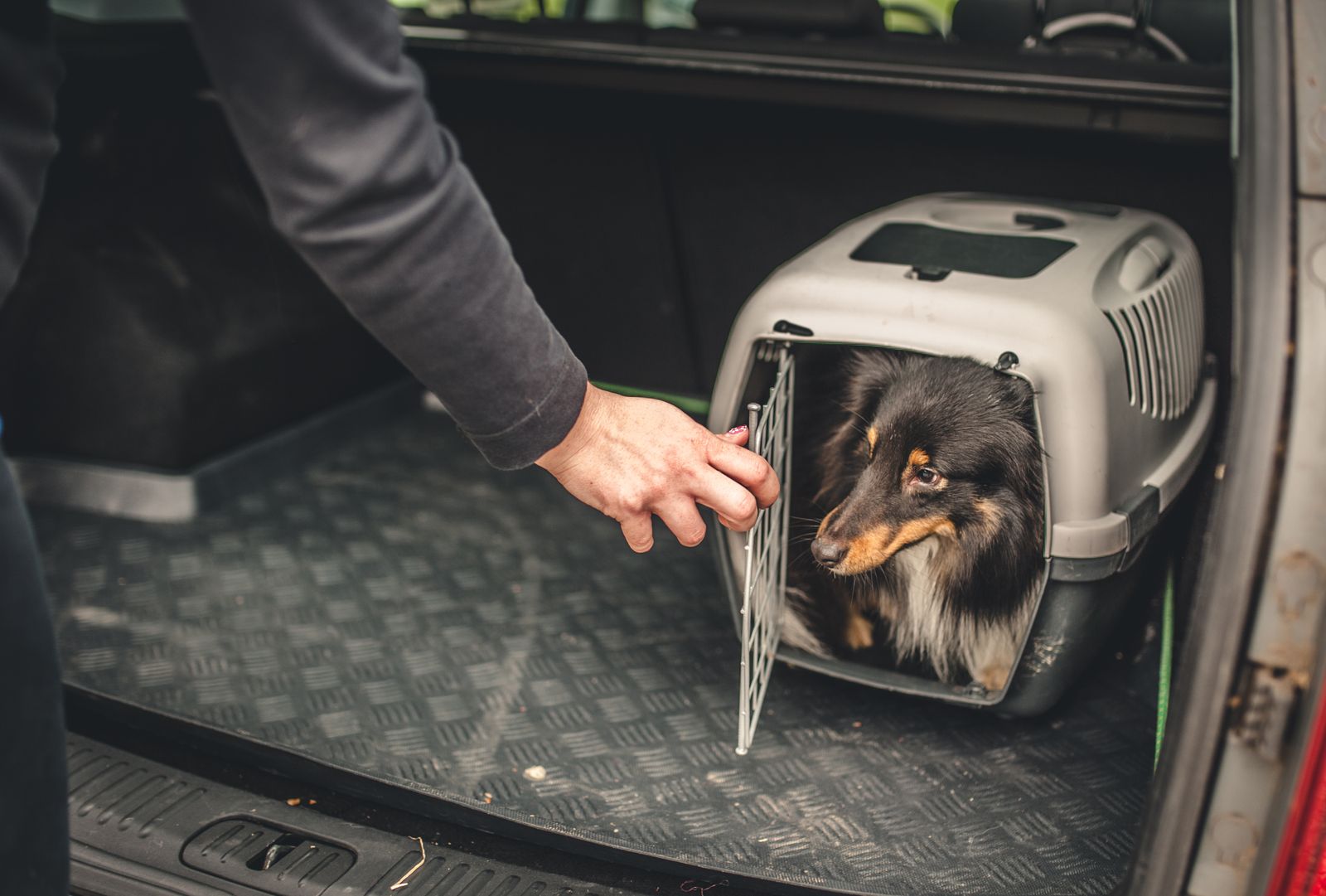 transportar un perro