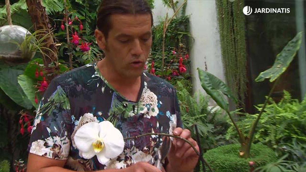 deco 661 reproducir orquidea tallo poda tallo