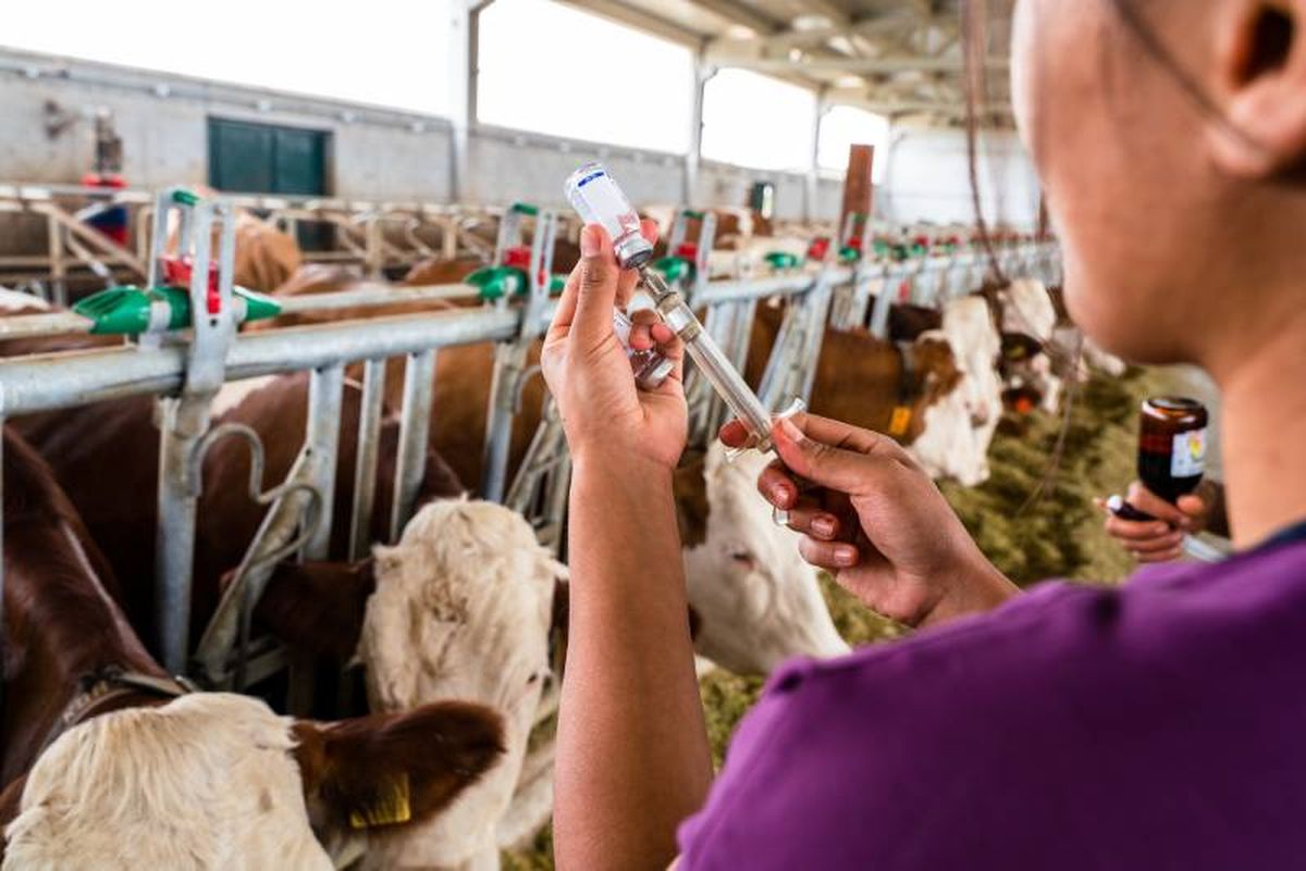La enfermedad, sobre todo al afectar a cabezas de ganado, puede causar pérdidas económicas significativas.