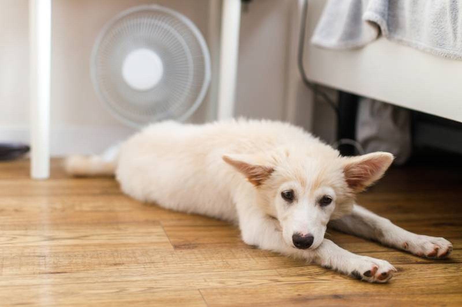 Un aparato menos agresivo que el aire acondicionado son los ventiladores eléctricos.