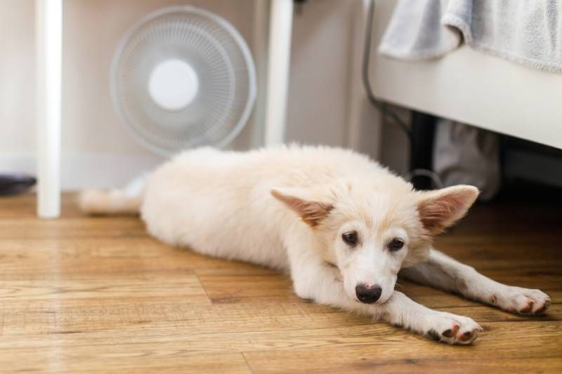 Un aparato menos agresivo que el aire acondicionado son los ventiladores eléctricos.