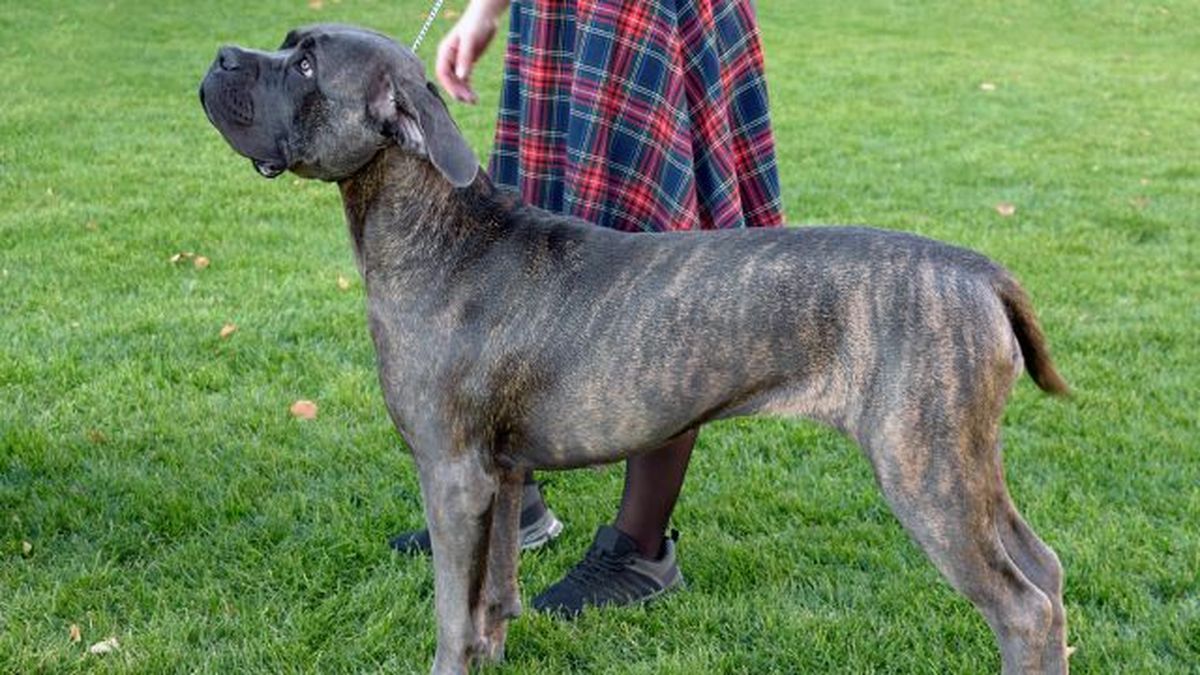 perro presa canario 1