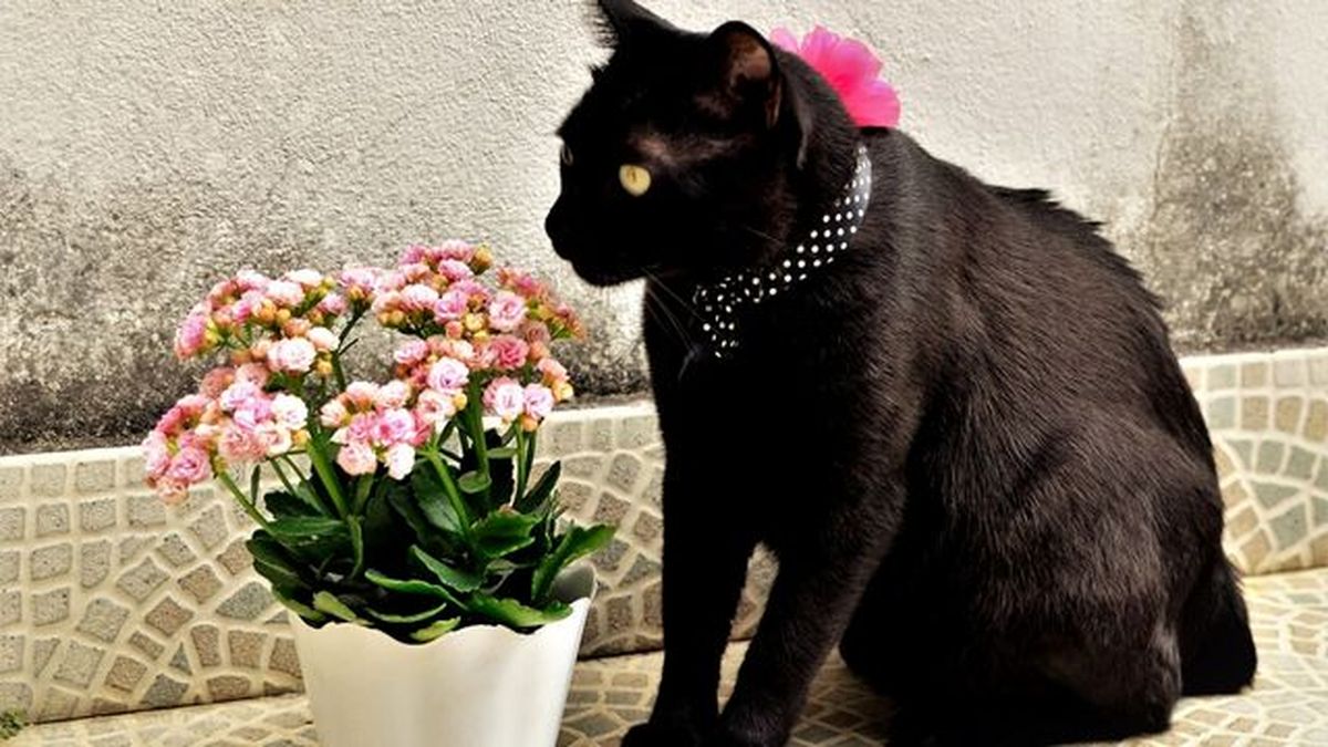 kalanchoe planta toxica gatos