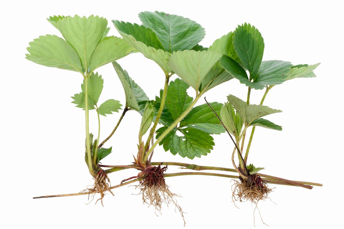 Cómo reproducir las fresas 2