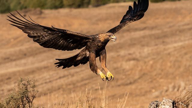 aguila