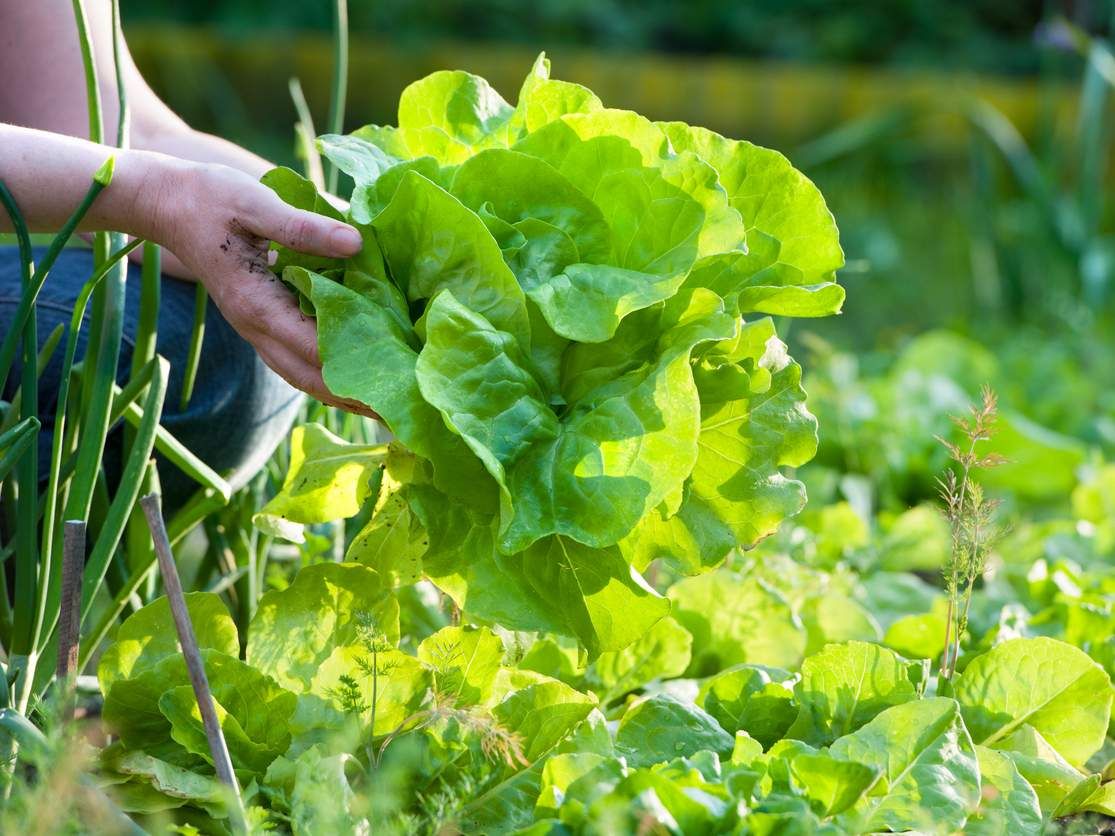 Lechuga