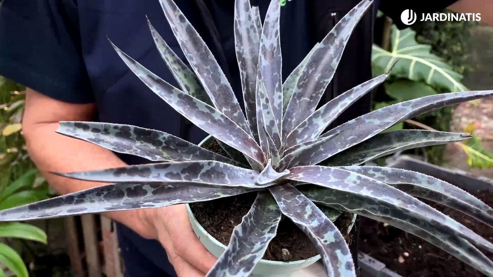 Mangave moonglow jardinatis 23 35