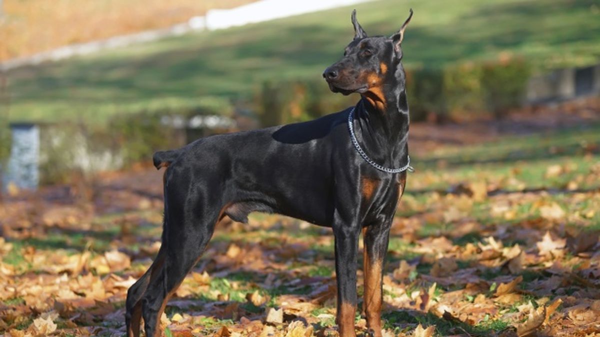 doberman 6