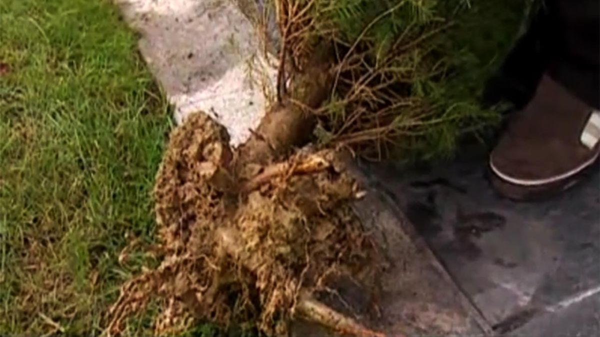 deco 278 abies excelsa cepellon