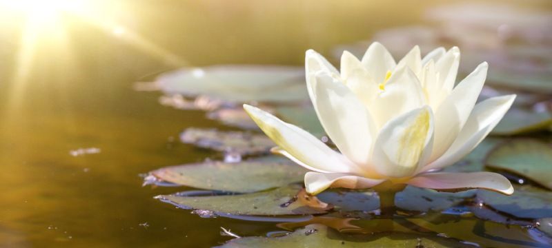 Elige una ubicación soleada para las plantas de loto.