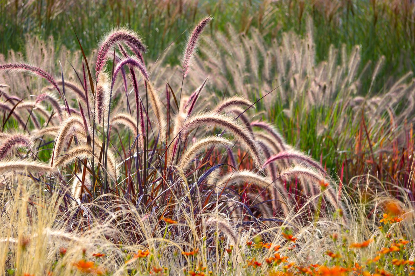 Diferentes variedades de pennisetum para el jardín