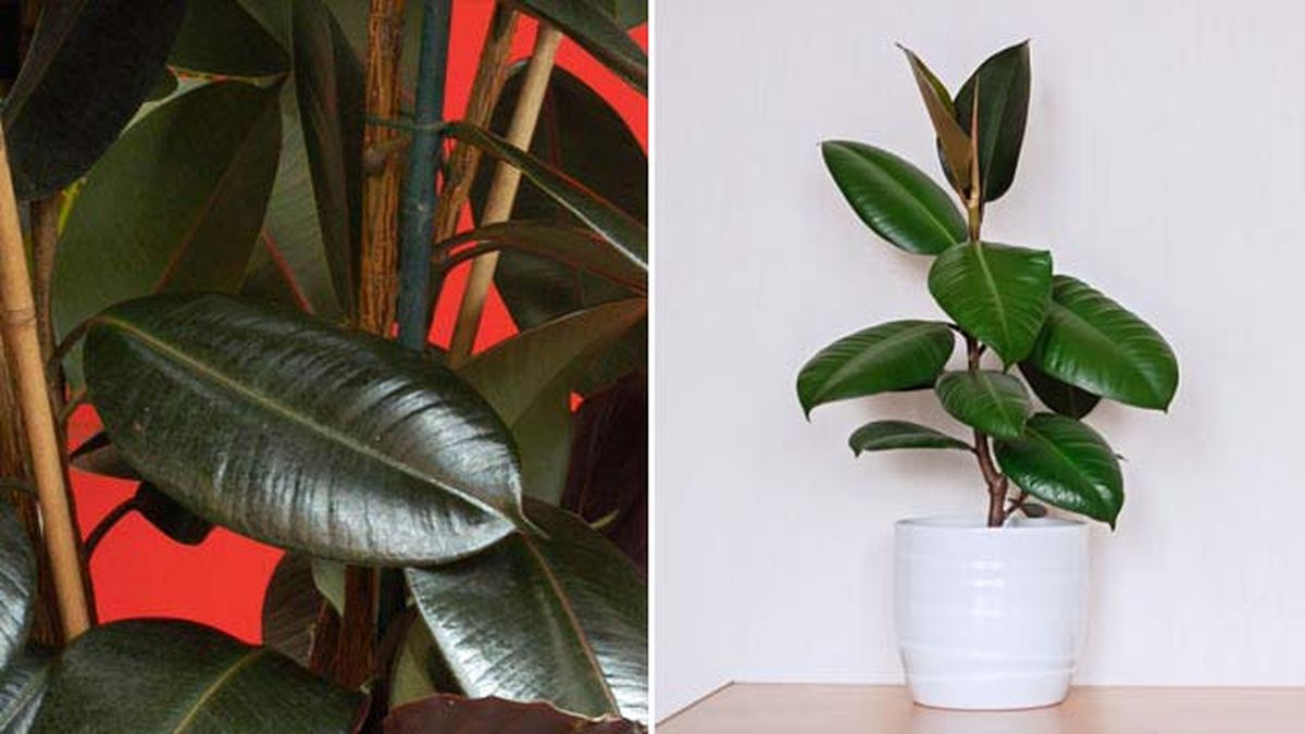 ficus elastica abidjan o arbol de caucho