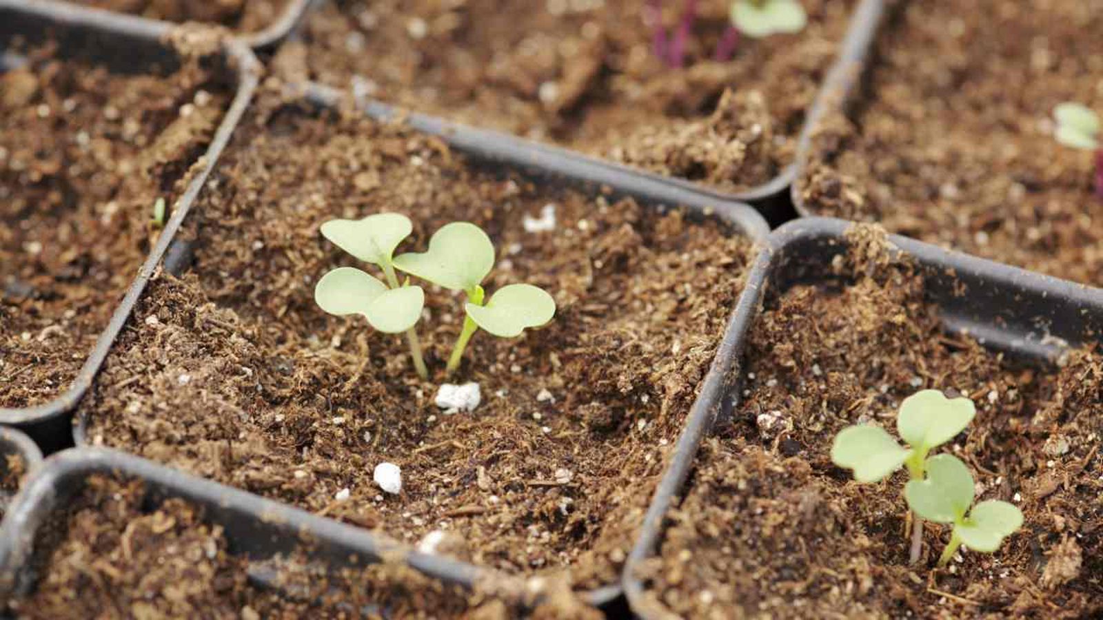 que plantar en enero