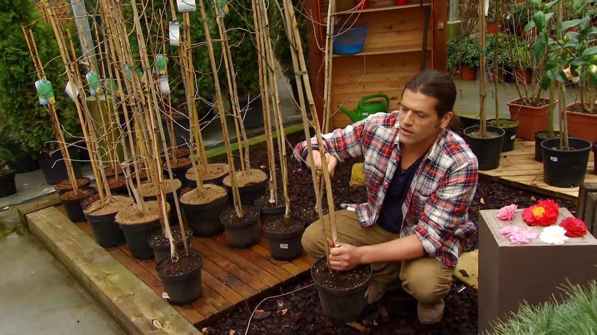 DEKO_JARDIN_605_Tres opciones para el jardin abedul