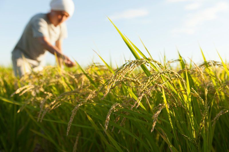 Campo de arroz