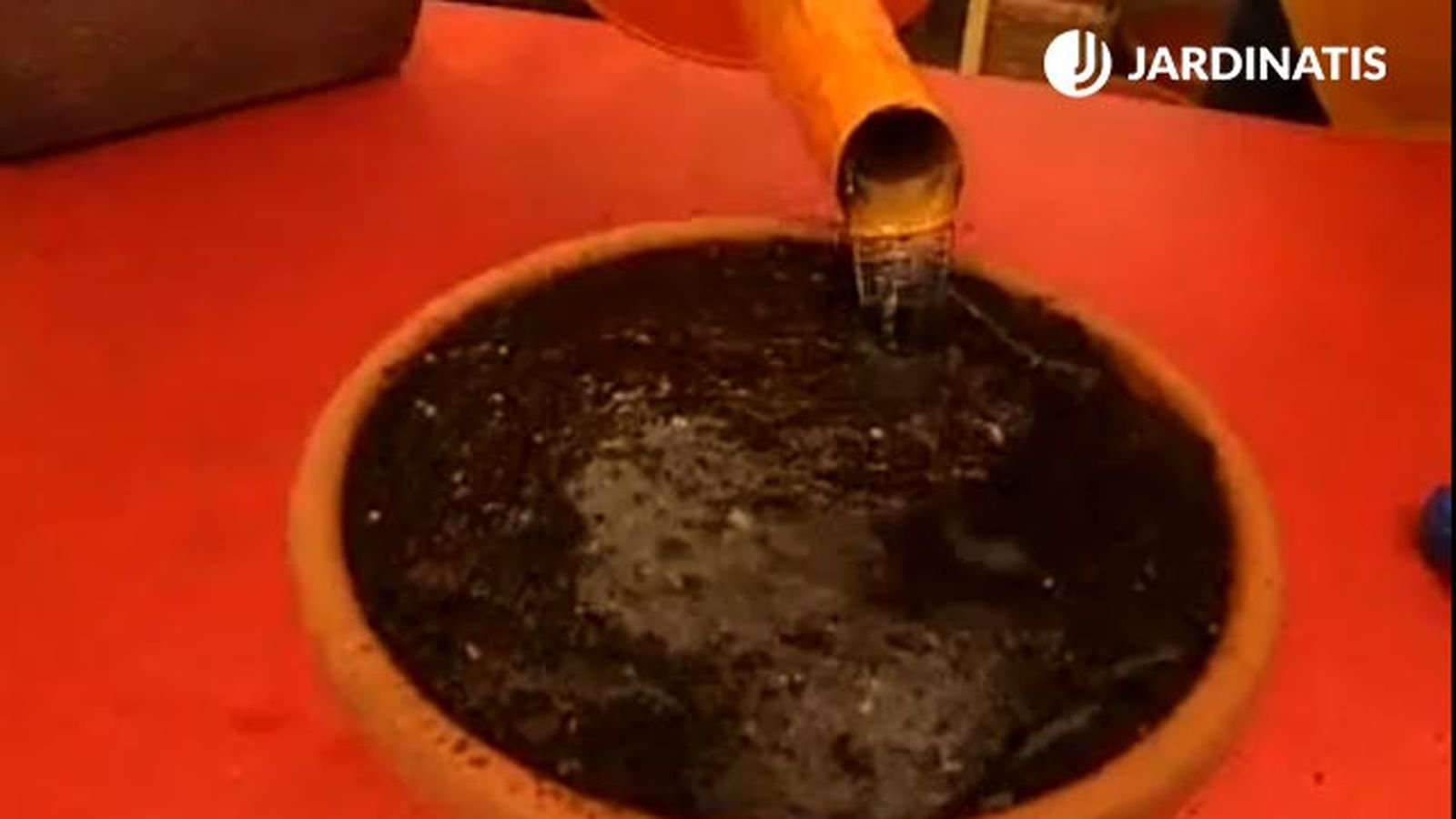 plantacion de bulbos de lirios de agua brico 370