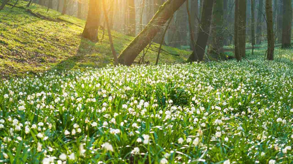 Campanillas de invierno en el bosque.
