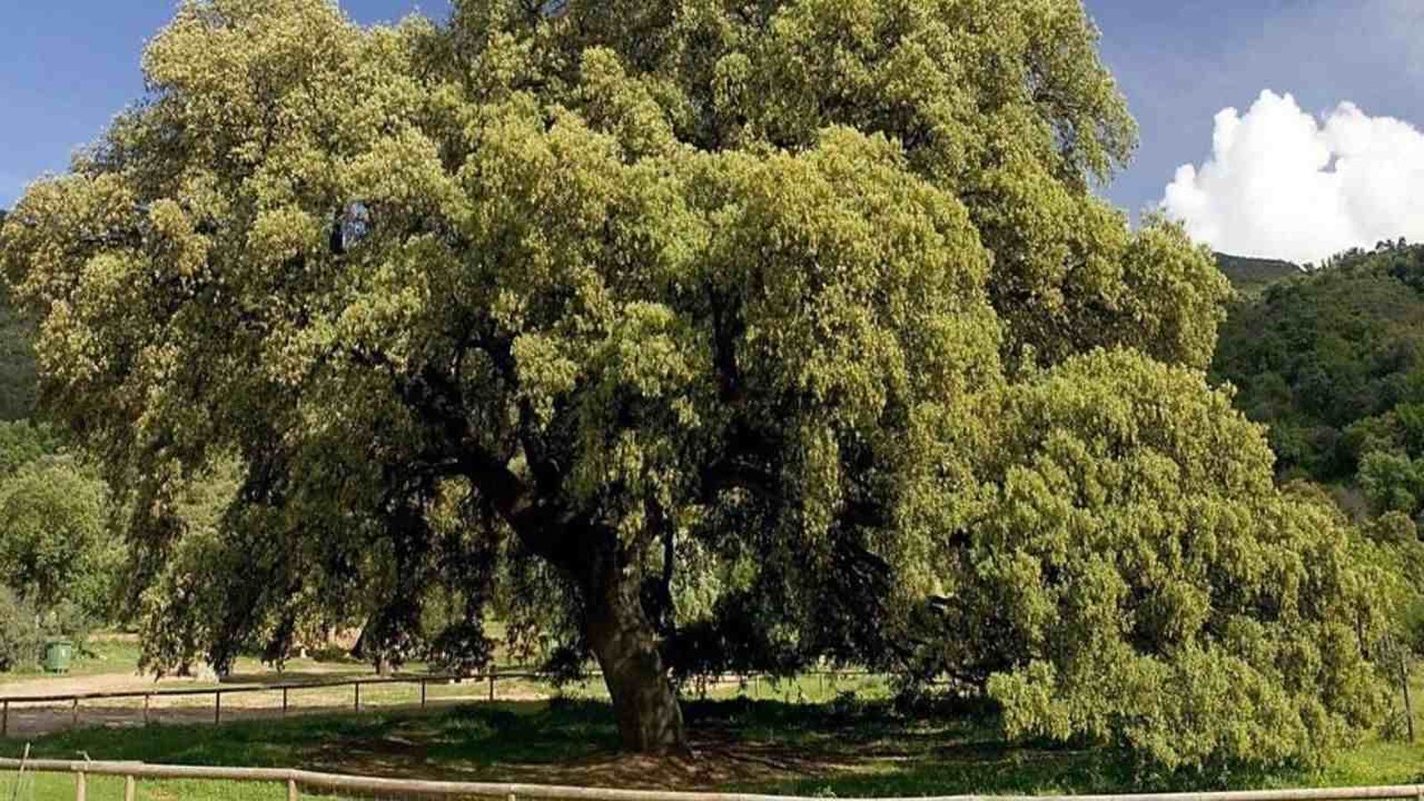 arbol espanol chaparro de la vega arbol del ano